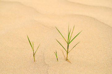 Grass in sand