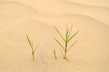 Grass in sand