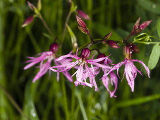 Flower of blooming Ragged-Robin, Lychnis flos-cuculi, detailed macro with bokeh background, selective focus, shallow DOF