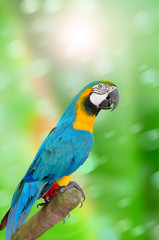 Parrot on green background
