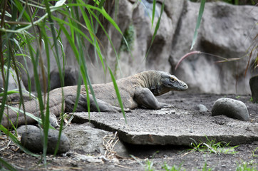 Fototapeta premium monitor animal