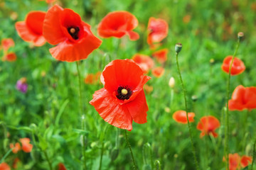 Field of bright red poppy flowers in summer