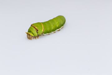 Catepillar of lime Butterfly ( papilio demoleus )