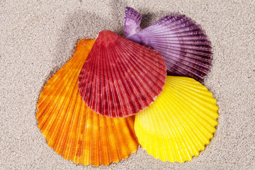 some colorful sea shells of  mollusk on sand, close up