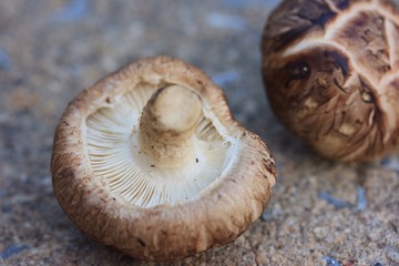 Fresh mushrooms