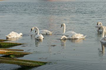 Obraz premium Лебеди в море в болгарском городе Поморие 