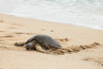 Turtle Moving up on Hawaii Beach