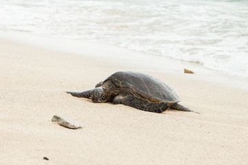 Green Sea Turtle on Hawaiian Beach