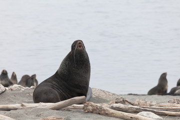  Northern fur seal