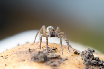 Cute little spider