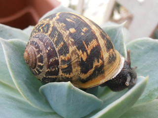 Chiocciola