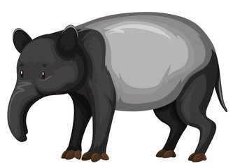 Tapir on white background