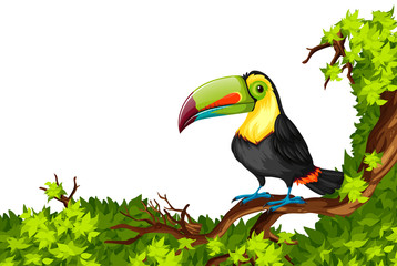 Toucan standing on branch