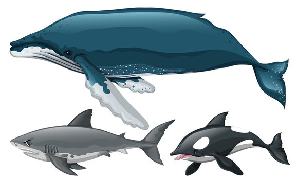 Different type of whale and shark