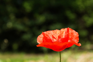Bright red poppy with a blurred background