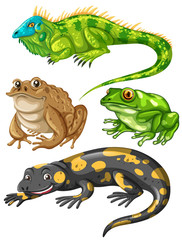 Different kind of frogs and lizards