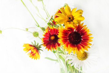 Bright still life on a white background. Red yellow flowers gaillardia grandiflora.