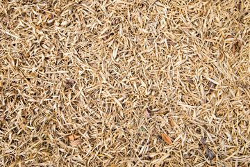 Bamboo leaf dry brown color background