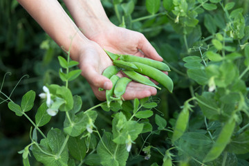 Human Hands show pods fresh peas