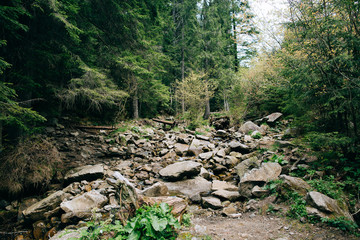 Road trek into the mountain Misty green forest for hiking, Travel