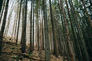 Green Mountain Forest background. Misty pine forest landscape. Travel