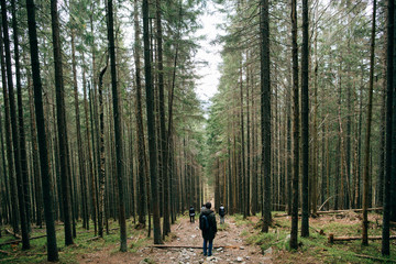 Fototapeta premium People silhouette hiker walking in the Misty mountain forest. Green pine forest landscape. Mountain trek