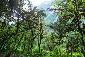 Abkhazia, forest in the gorge