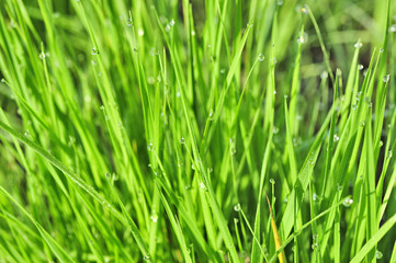 Fototapeta na wymiar morning dew on green grass