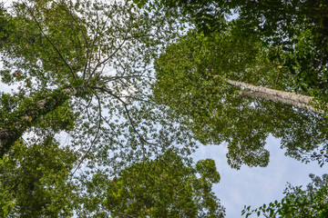 Tree and green leaves