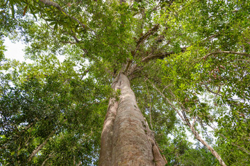 Tree and green leaves