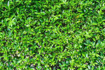 Obraz premium Green leaves background