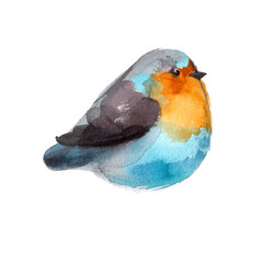 Bird painted on watercolor paper. Etude birds on a white background. Bird robin