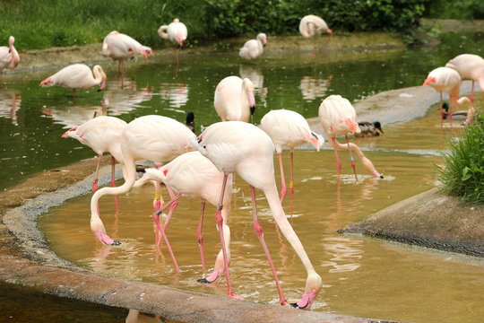 Flamingos (Rosaflamingos) suchen mit ihrem Seihschnabel Futter im Wasser