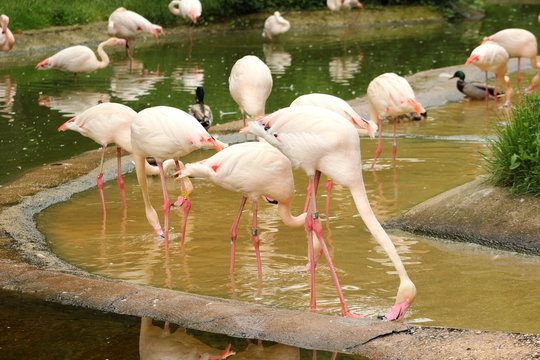 Flamingos beim Fressen mit ihrem Seihschnabel im Wasser