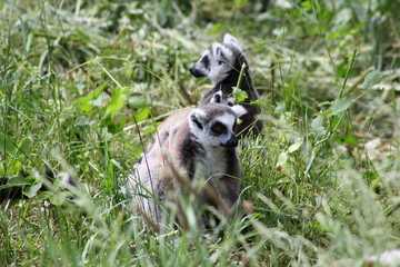 Kattas (Lemuren) im hohen Gras