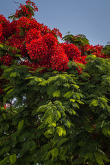 Bright red summer blossom of a Delonix tree