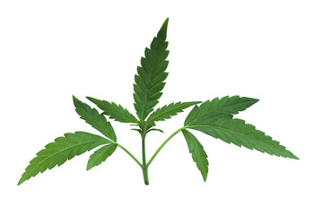 green marijuana flower leaves detail 