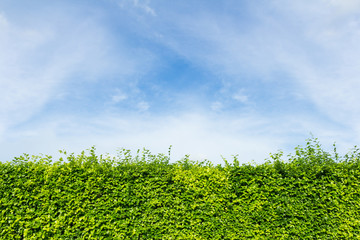 green leaves wall with cloud and sky background