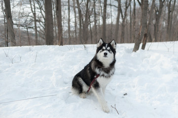 Husky on a leash, in the winter in the snow in forest