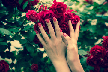 Fototapeta na wymiar Female hand holding red roses