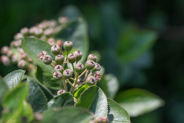 Green twig of irga with not ripe berries