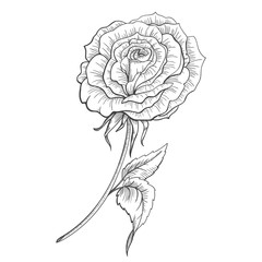 Highliy Detailted Hand Drawn Rose
