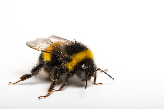 Hummel auf wei&szlig;em Grund freigestellt