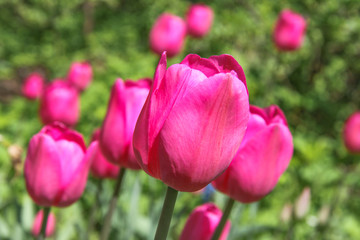 Crimson bright tulips in the garden