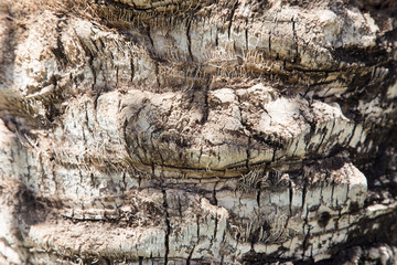 Palm tree. Background texture of tree bark.