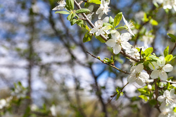 Blossoming apple branch in the garden