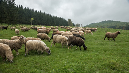 Hairy sheep on a green meadow 33