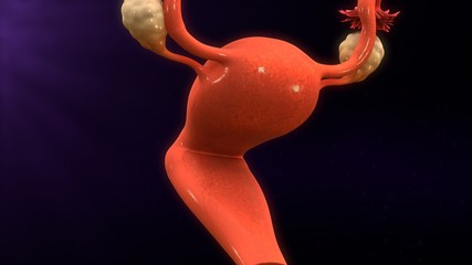 Female reproductive system