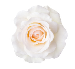 Rose of cream color isolated on white background.