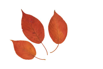 サクラの紅葉　白色背景
